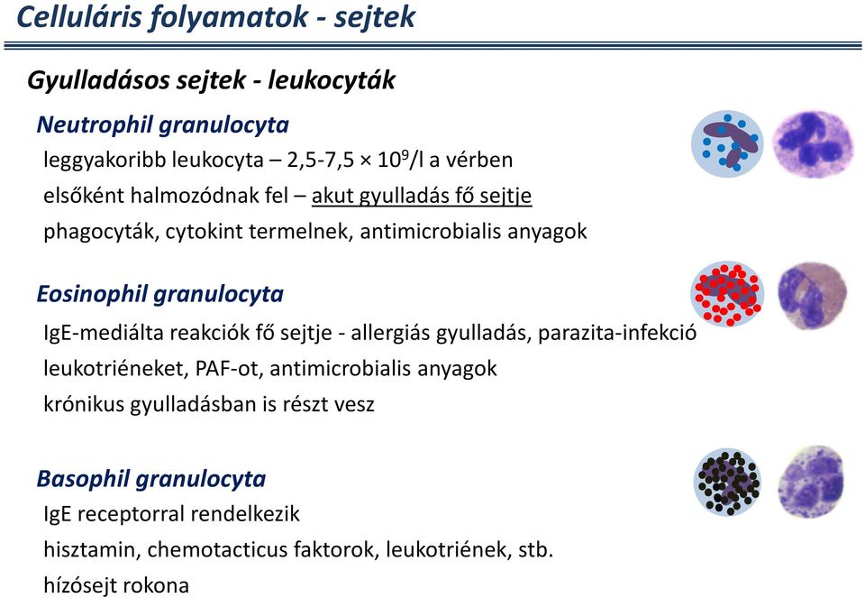 IgE-mediálta reakciók fő sejtje - allergiás gyulladás, parazita-infekció leukotriéneket, PAF-ot, antimicrobialis anyagok krónikus