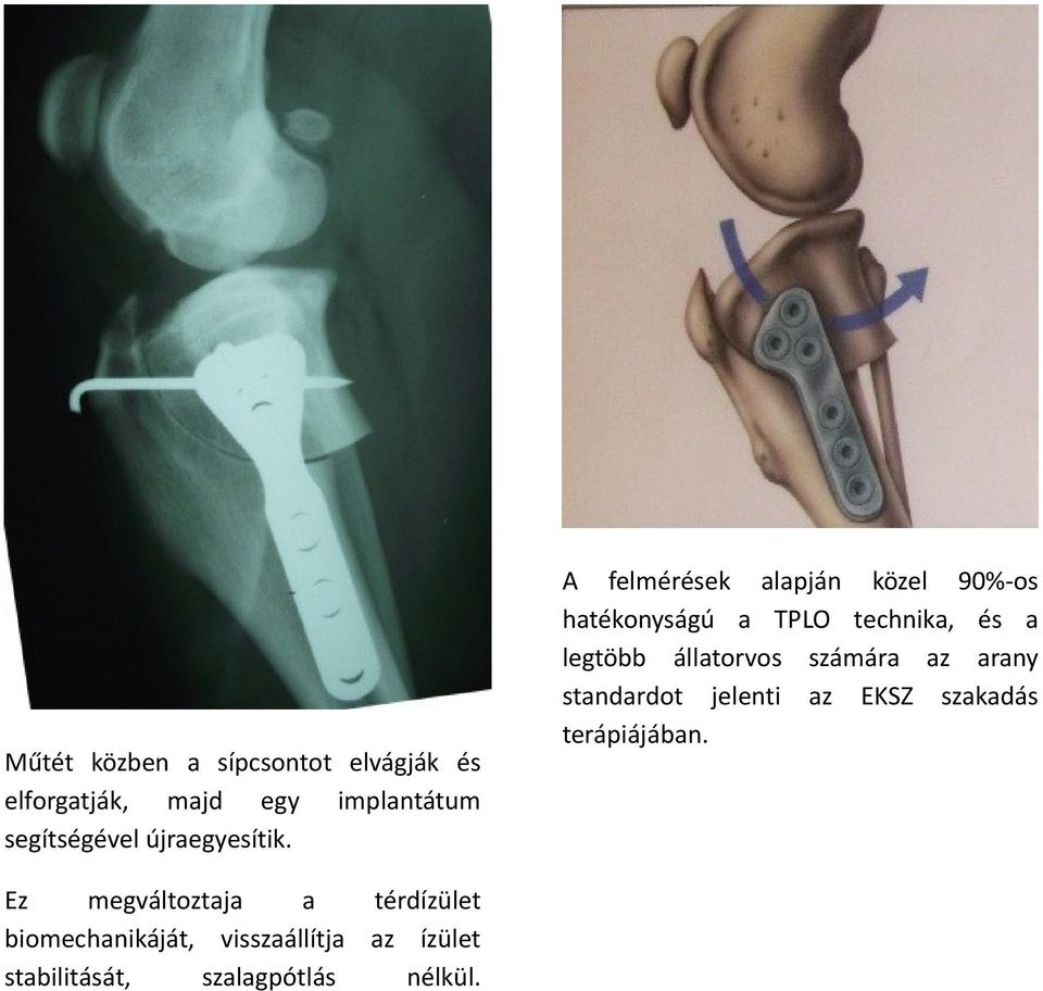 A felmérések alapján közel 90%-os hatékonyságú a TPLO technika, és a legtöbb állatorvos