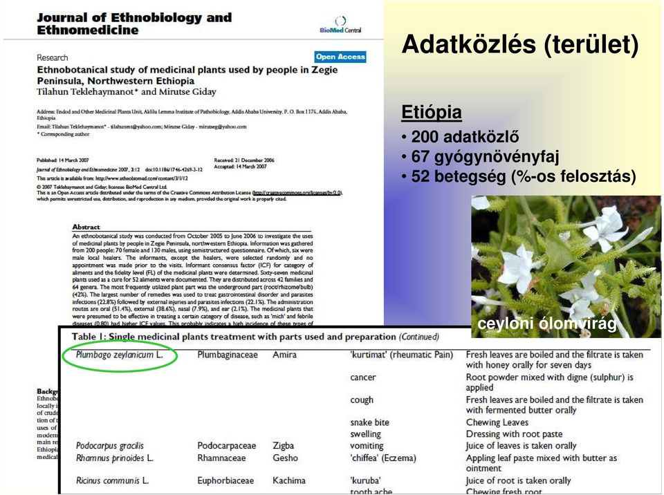 gyógynövényfaj 52 betegség