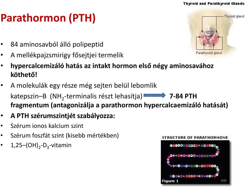A molekulák egy része még sejten belül lebomlik katepszin B (NH 2 -terminalis részt lehasítja) 7-84 PTH fragmentum