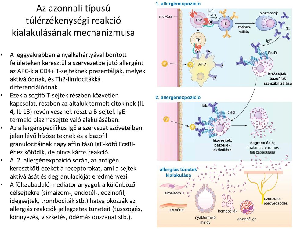 iálód Ezek a segítő T sejtek részben közvetlen kapcsolat, részben az általuk termelt citokinek (IL 4, IL 13) révén vesznek részt a B sejtek IgE termelő plazmasejtté való alakulásában.