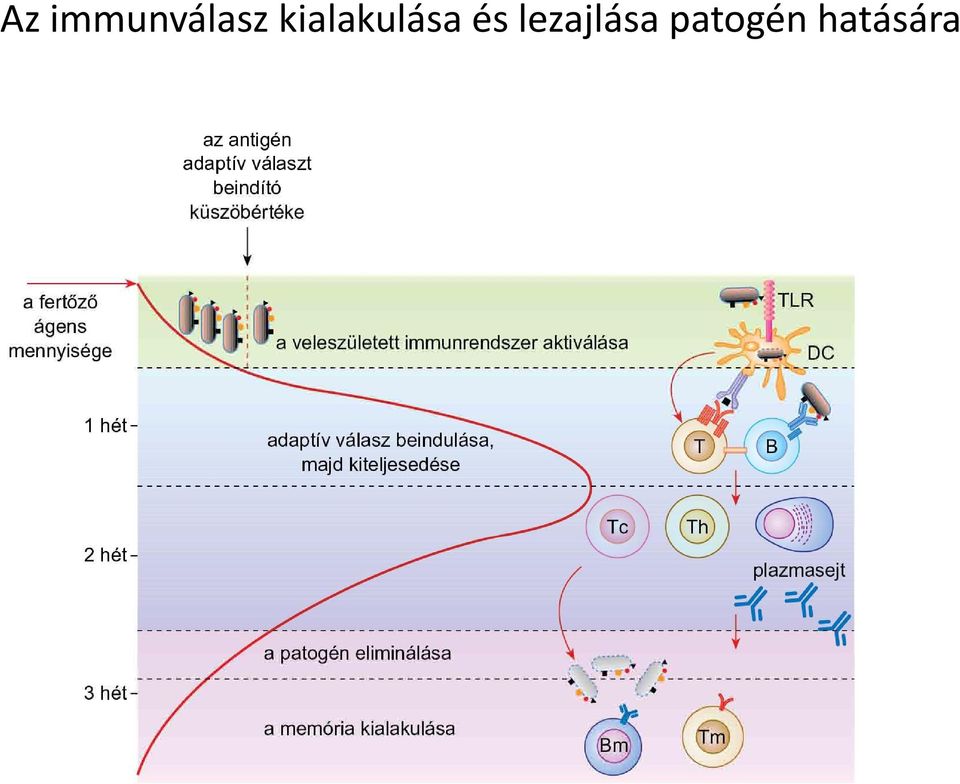kialakulása
