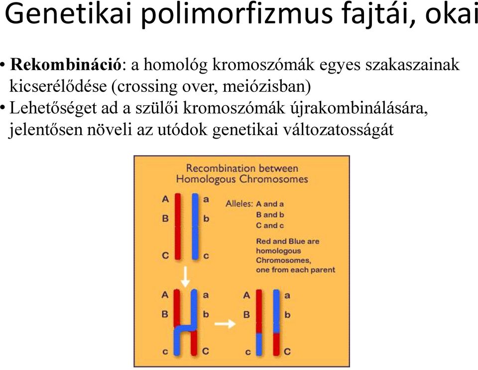 meiózisban) Lehetőséget ad a szülői kromoszómák