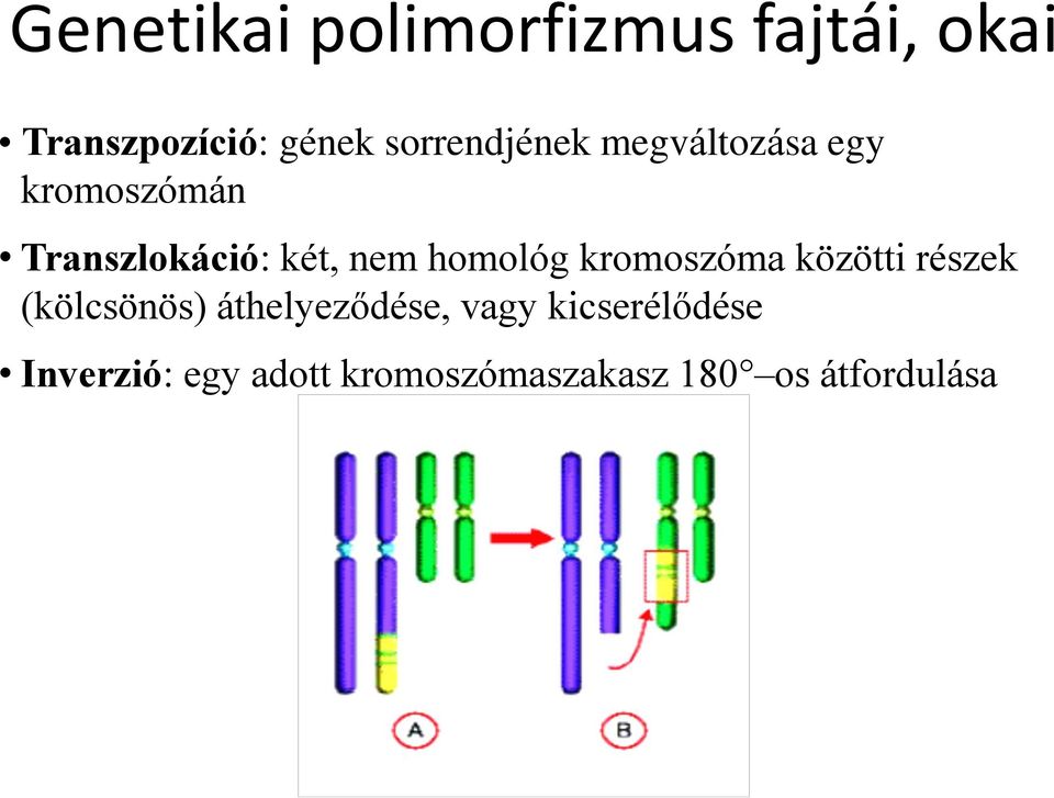 nem homológ kromoszóma közötti részek (kölcsönös) áthelyeződése,