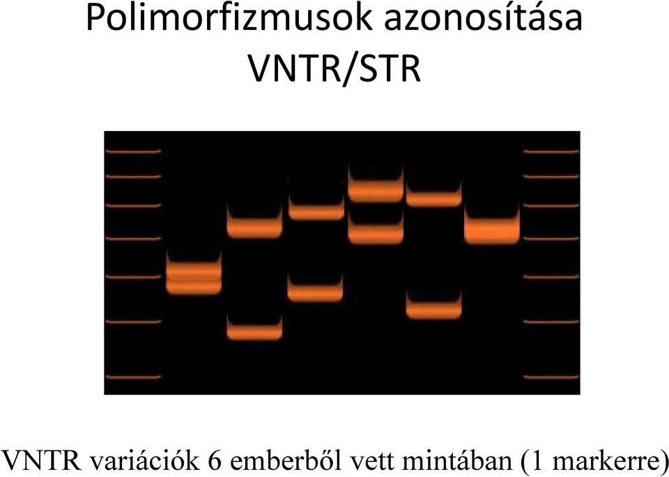 VNTR variációk 6