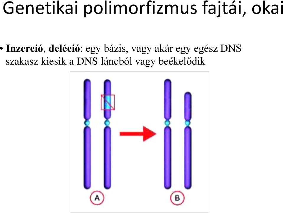 bázis, vagy akár egy egész DNS