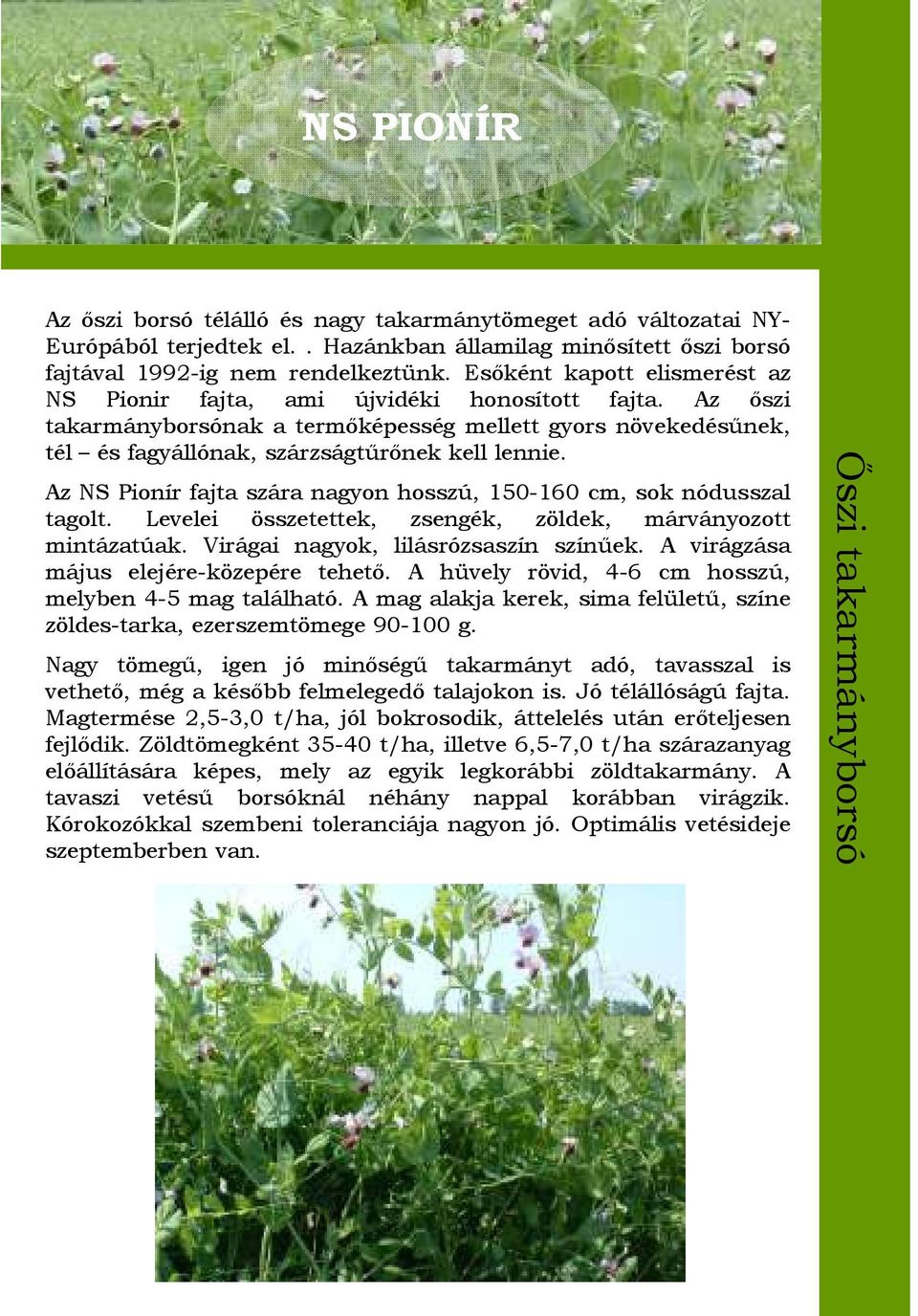 Az NS Pionír fajta szára nagyon hosszú, 150-160 cm, sok nódusszal tagolt. Levelei összetettek, zsengék, zöldek, márványozott mintázatúak. Virágai nagyok, lilásrózsaszín színűek.