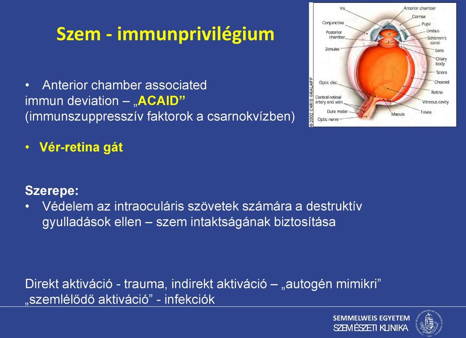 intraoculáris szövetek számára a destruktív gyulladások ellen szem intaktságának