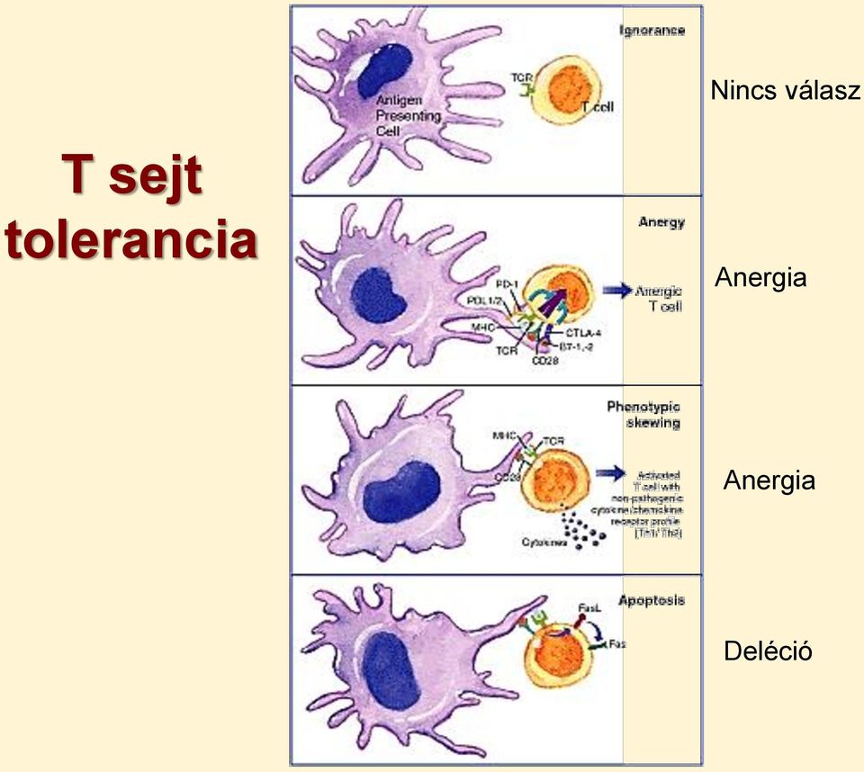 tolerancia