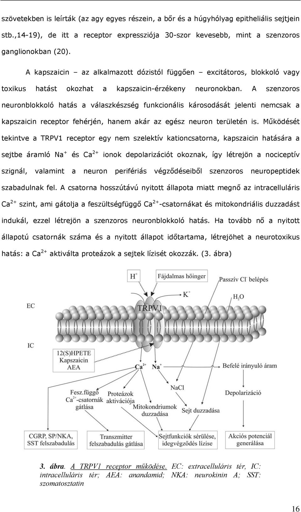 A szenzoros neuronblokkoló hatás a válaszkészség funkcionális károsodását jelenti nemcsak a kapszaicin receptor fehérjén, hanem akár az egész neuron területén is.