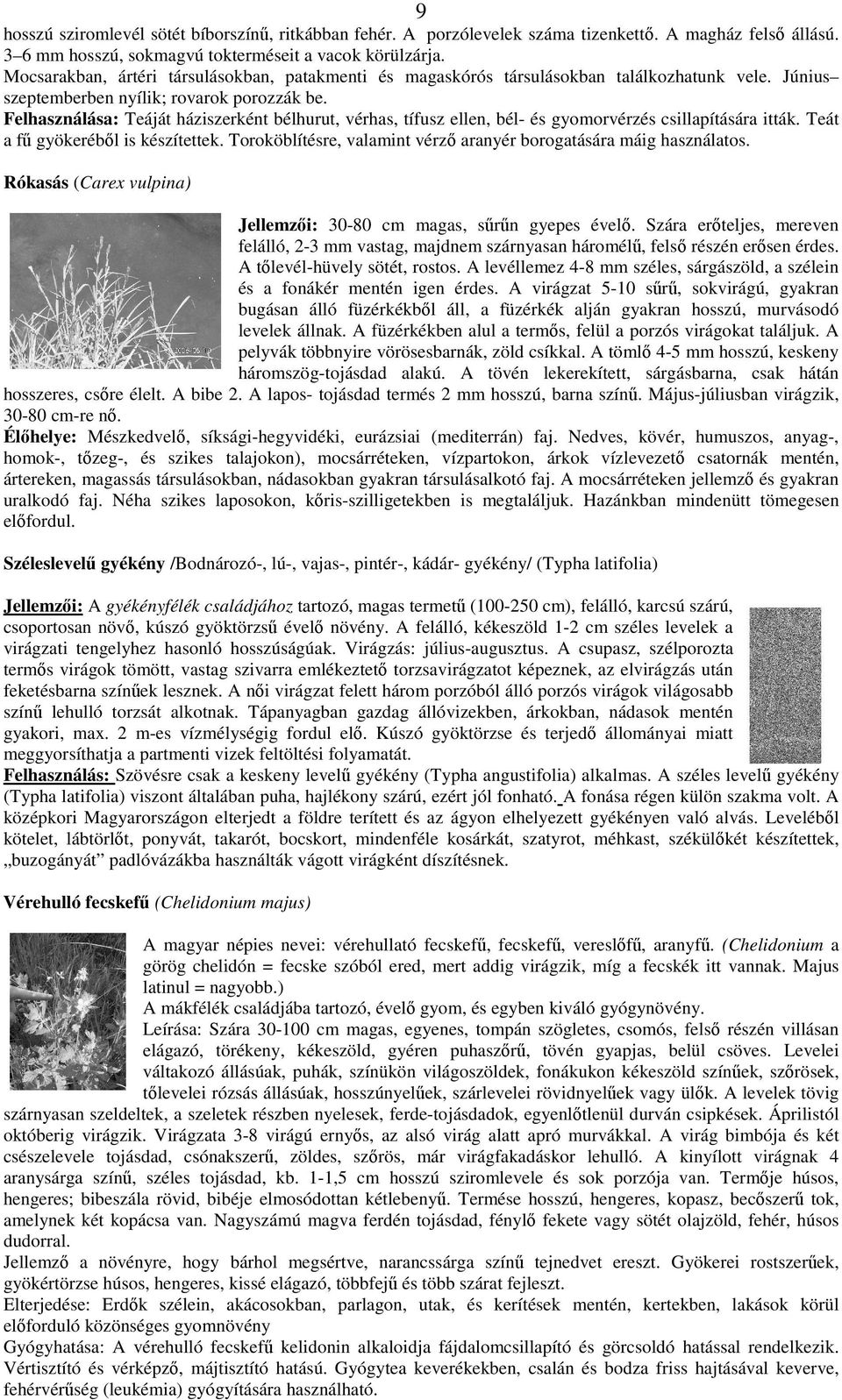 Felhasználása: Teáját háziszerként bélhurut, vérhas, tífusz ellen, bél- és gyomorvérzés csillapítására itták. Teát a f gyökerébl is készítettek.