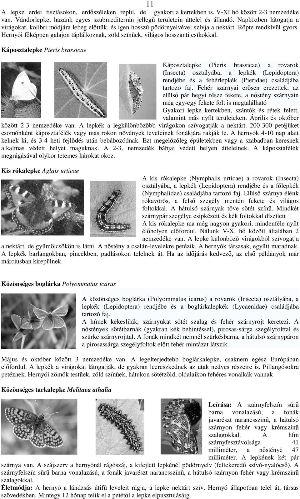 Hernyói fképpen galajon táplálkoznak, zöld színek, világos hosszanti csíkokkal.