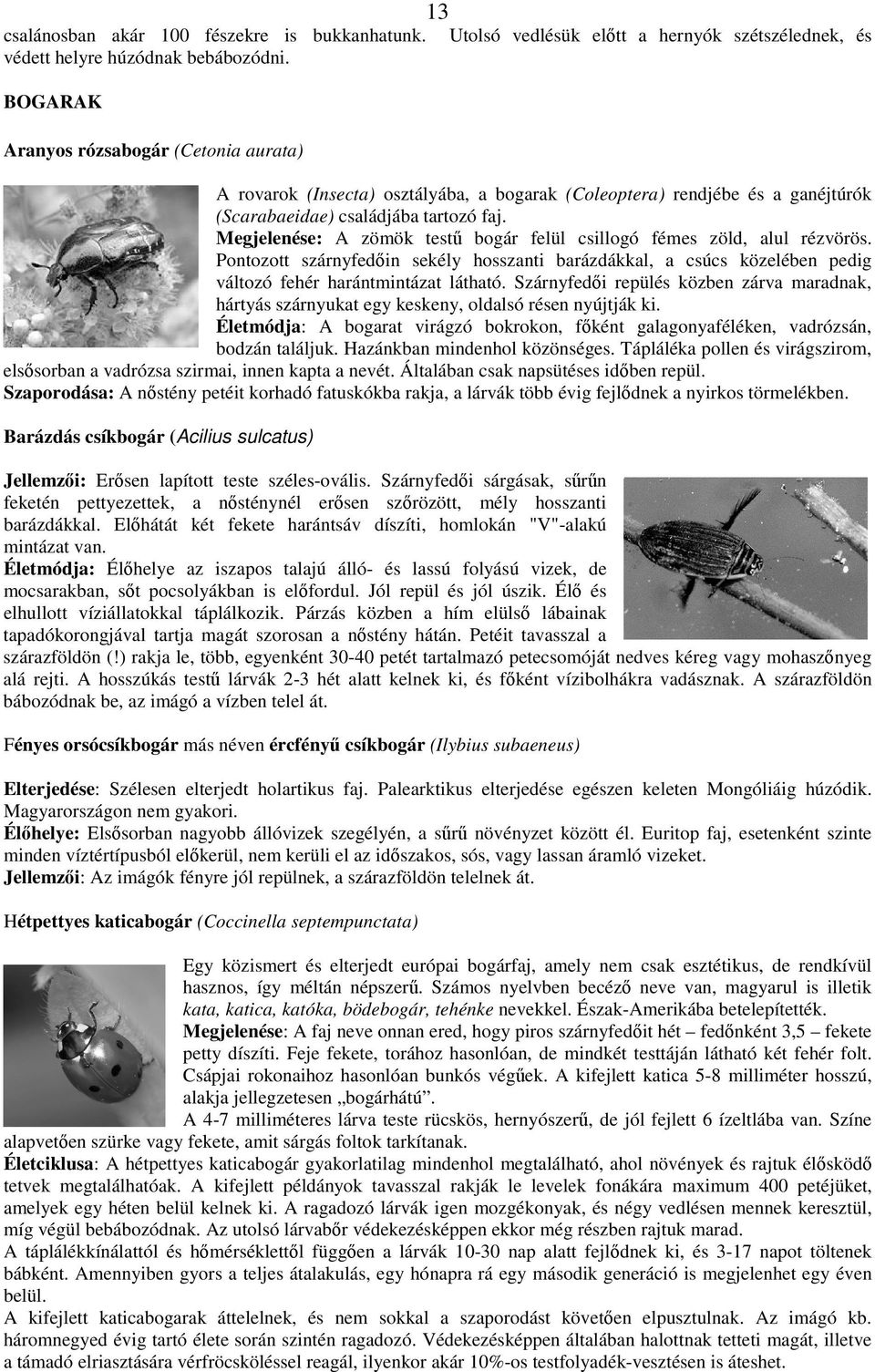 családjába tartozó faj. Megjelenése: A zömök test bogár felül csillogó fémes zöld, alul rézvörös.