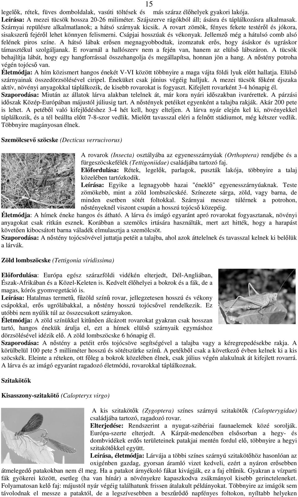 A rovart zömök, fényes fekete testér l és jókora, sisakszer fejér l lehet könnyen felismerni. Csápjai hosszúak és vékonyak. Jellemz még a hátulsó comb alsó felének piros színe.