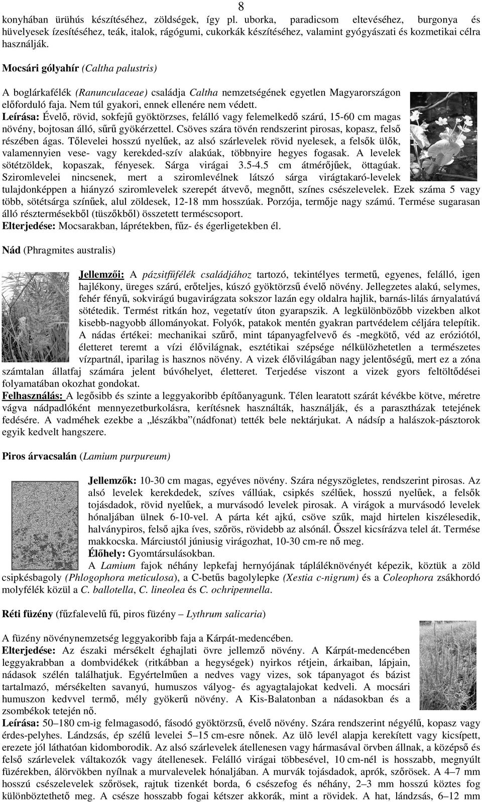 Mocsári gólyahír (Caltha palustris) A boglárkafélék (Ranunculaceae) családja Caltha nemzetségének egyetlen Magyarországon elforduló faja. Nem túl gyakori, ennek ellenére nem védett.