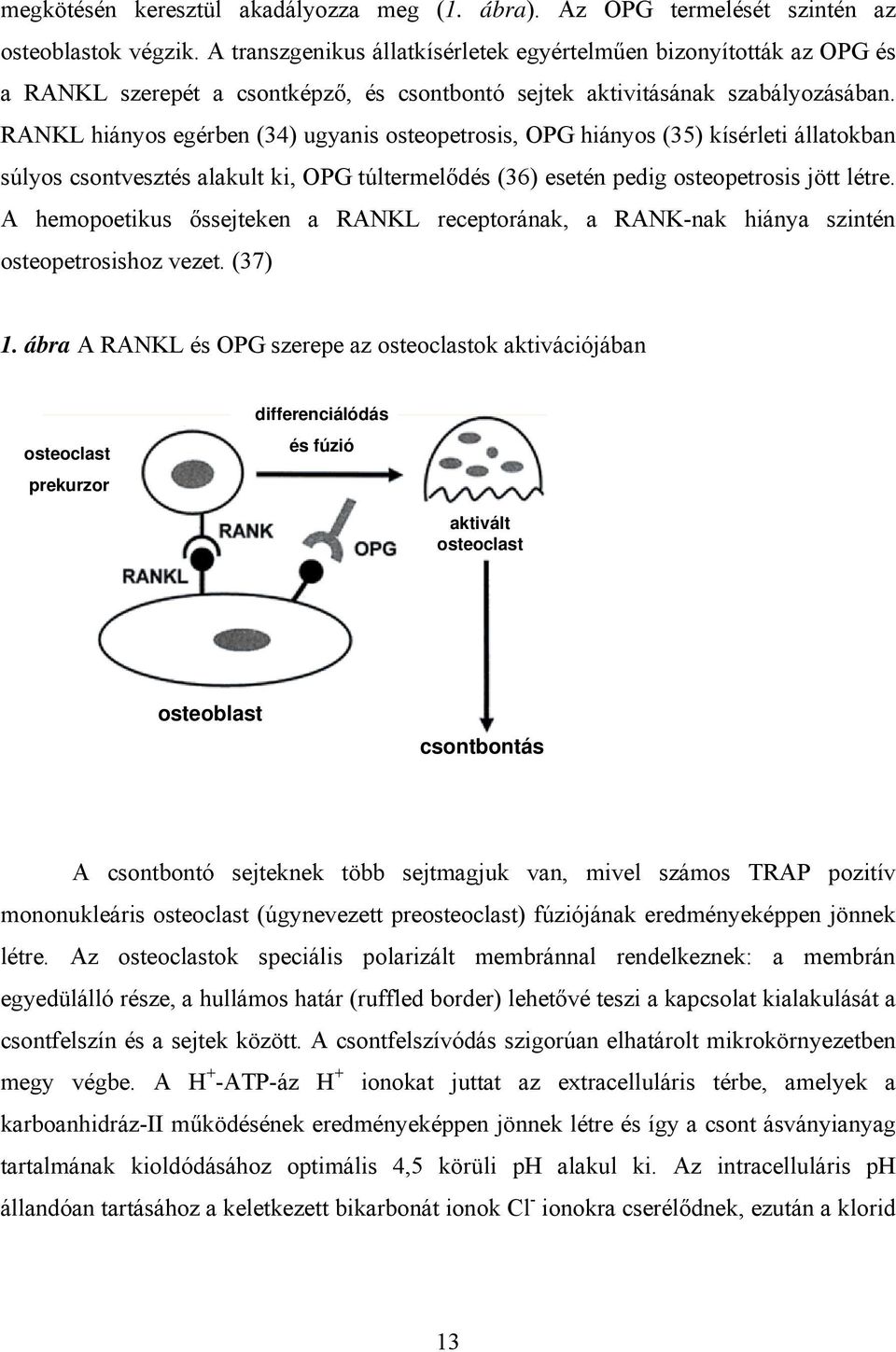RANKL hiányos egérben (34) ugyanis osteopetrosis, OPG hiányos (35) kísérleti állatokban súlyos csontvesztés alakult ki, OPG túltermelődés (36) esetén pedig osteopetrosis jött létre.