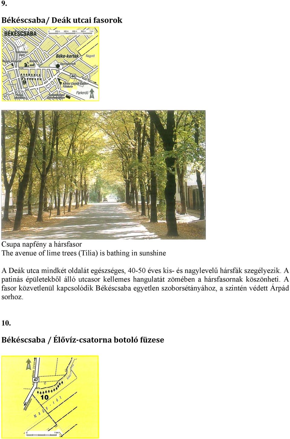A patinás épületekből álló utcasor kellemes hangulatát zömében a hársfasornak köszönheti.