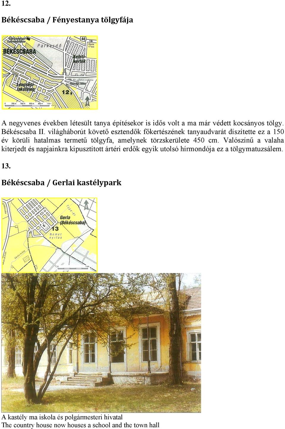 világháborút követő esztendők főkertészének tanyaudvarát díszítette ez a 150 év körüli hatalmas termetű tölgyfa, amelynek törzskerülete
