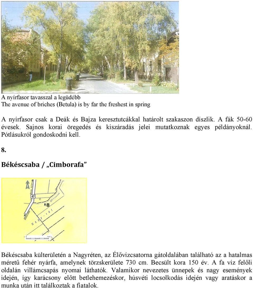 Békéscsaba / Cimborafa Békéscsaba külterületén a Nagyréten, az Élővízcsatorna gátoldalában található az a hatalmas méretű fehér nyárfa, amelynek törzskerülete 730 cm.