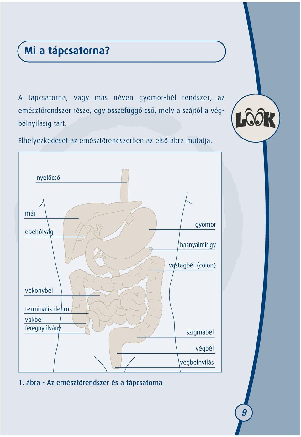 mely a szájtól a végbélnyílásig tart. Elhelyezkedését az emésztõrendszerben az elsõ ábra mutatja.