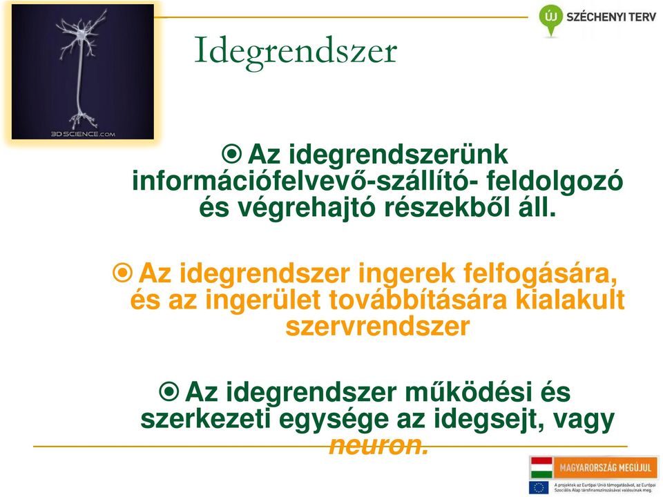 Az idegrendszer ingerek felfogására, és az ingerület