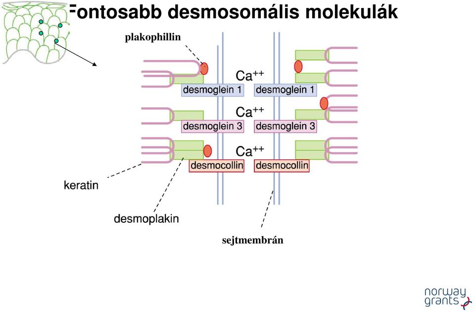 molekulák