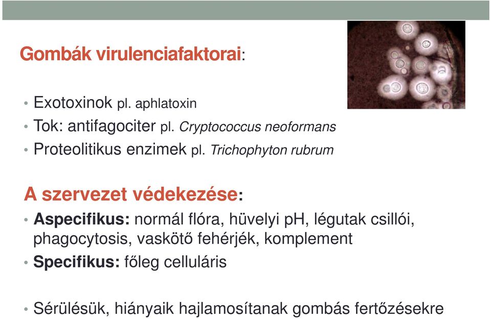 Trichophyton rubrum A szervezet védekezése: Aspecifikus: normál flóra, hüvelyi ph,