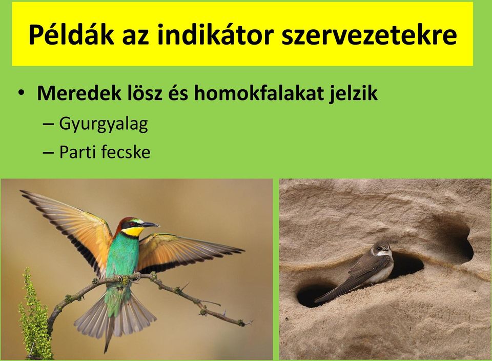 lösz és homokfalakat