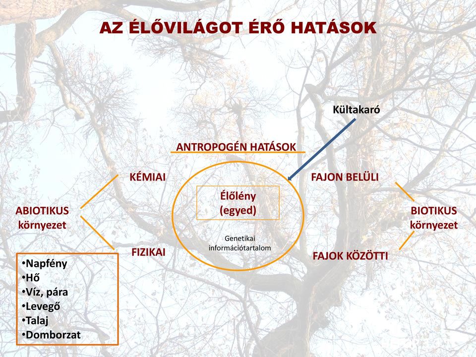 Talaj Domborzat FIZIKAI Élőlény (egyed) Genetikai