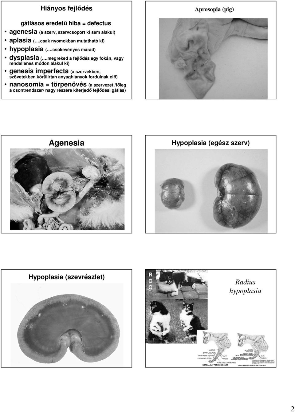 megreked a fejlıdés egy fokán, vagy rendellenes módon alakul ki) genesis imperfecta (a szervekben, szövetekben körülírtan