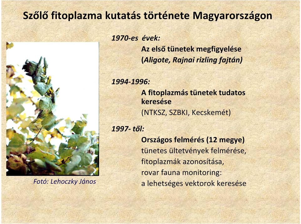 SZBKI, Kecskemét) Fotó: Lehoczky János 1997-től: Országos felmérés (12 megye) tünetes