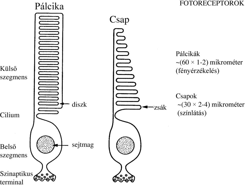 Cilium diszk zsák Csapok ~(30 2-4) mikrométer