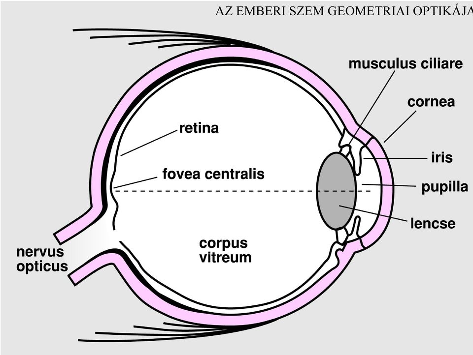 emberi látás a 4. évfolyamon a ptosis befolyásolja a látást