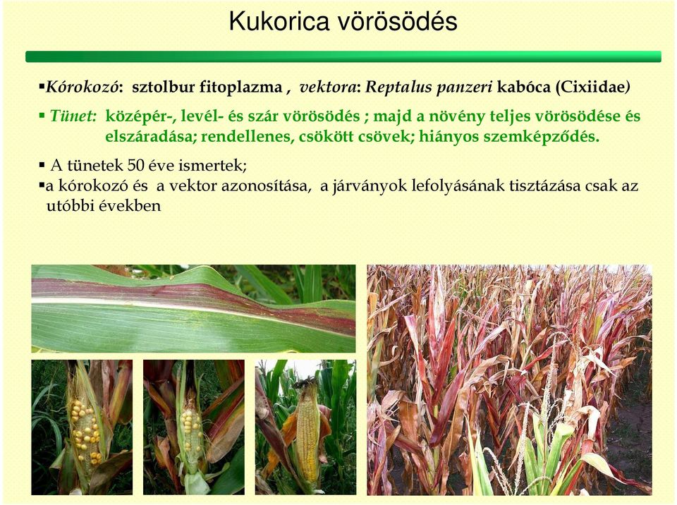 elszáradása; rendellenes, csökött csövek; hiányos szemképződés.