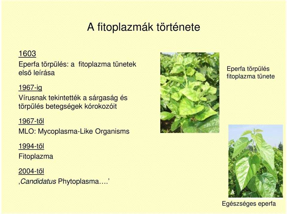 sárgaság és törpülés betegségek kórokozóit 1967-től MLO: Mycoplasma-Like