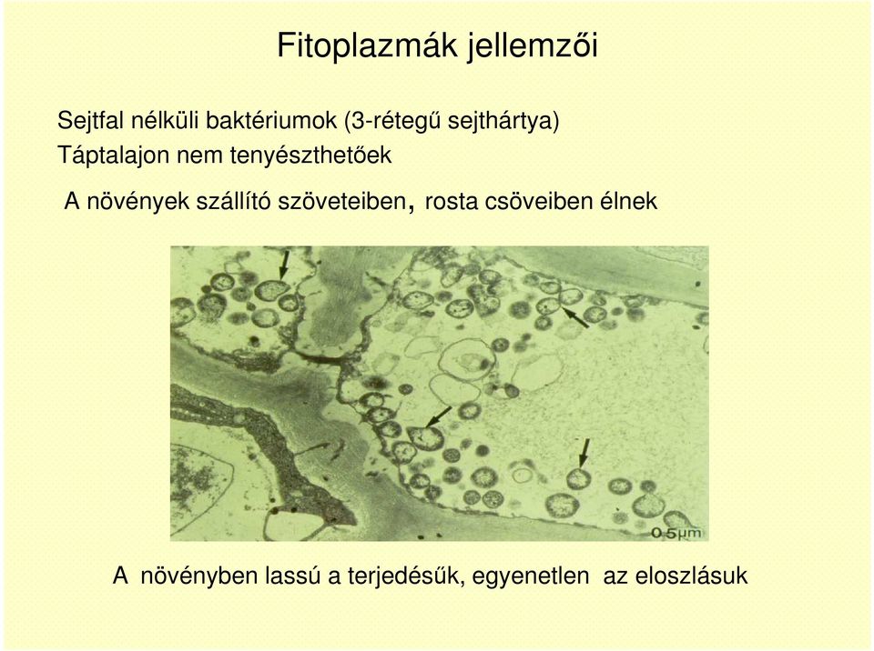 növények szállító szöveteiben, rosta csöveiben élnek