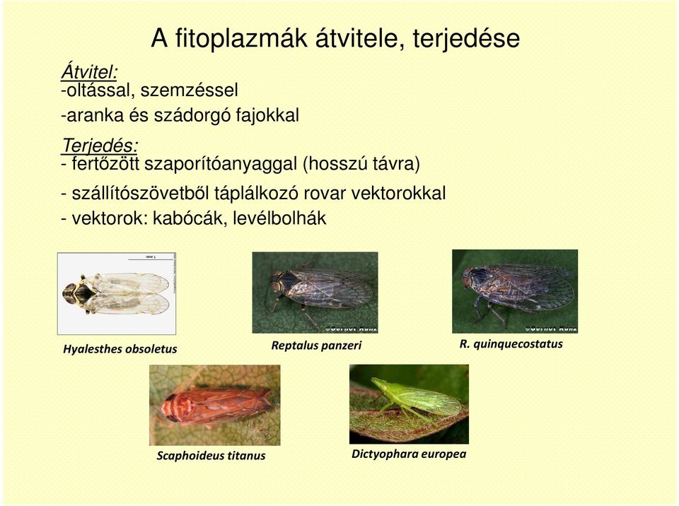 szállítószövetből táplálkozó rovar vektorokkal - vektorok: kabócák, levélbolhák