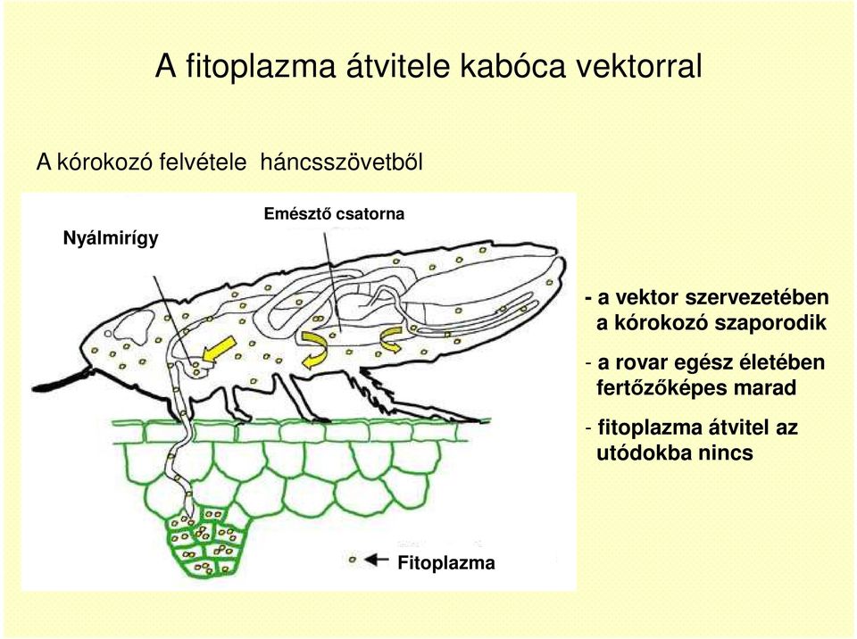 a vektor szervezetében a kórokozó szaporodik - a rovar egész