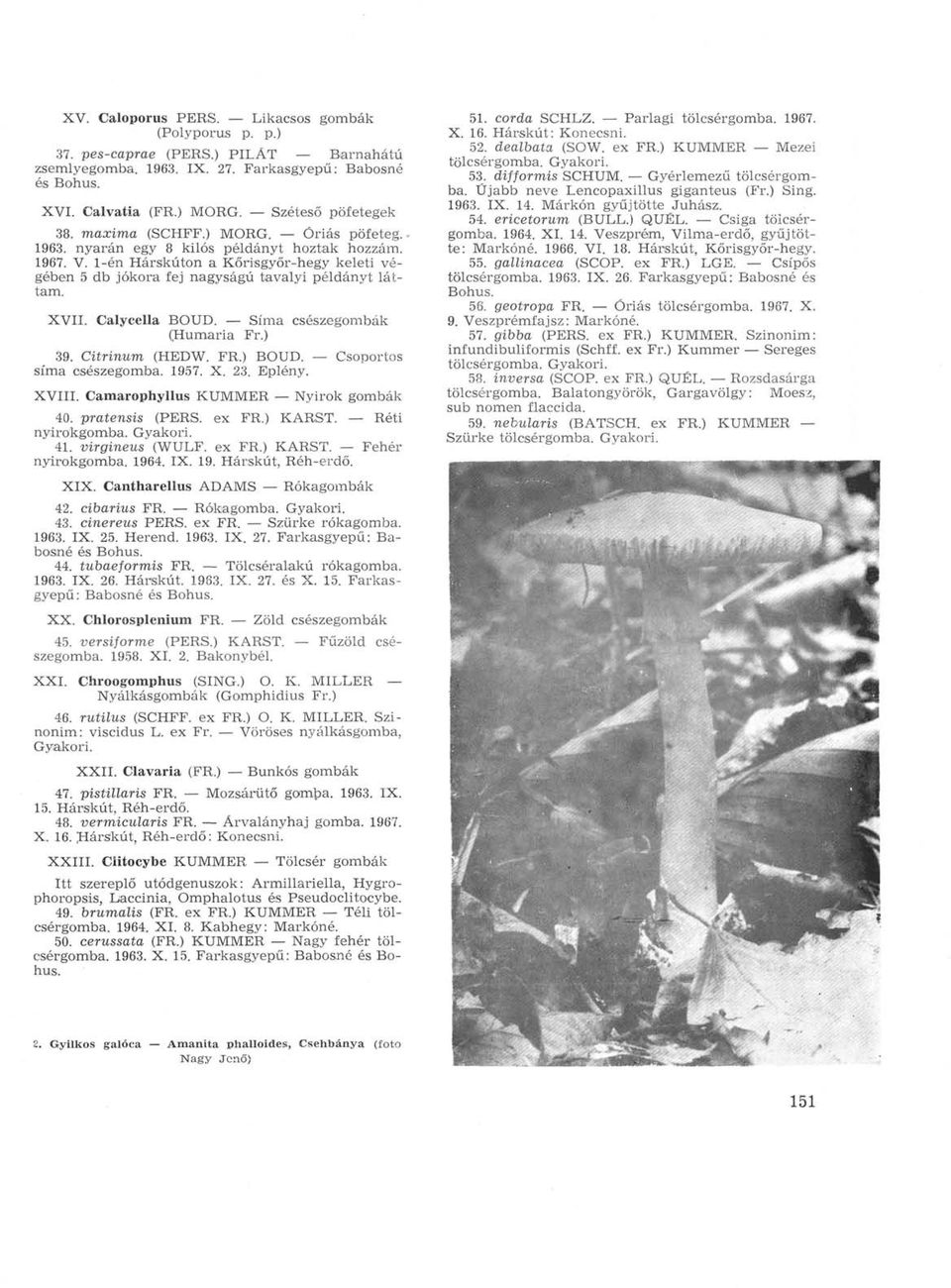Calycella BOUD. Sima csészegombák (Humaria Fr.) 39. Citrinum (HEDW. FR.) BOUD. Csoportos sima csészegomba. 1957. X. 23. Eplény. XVIII. Camarophyllus KUMMER Nyirok gombák 40. pratensis (PERS. ex FR.