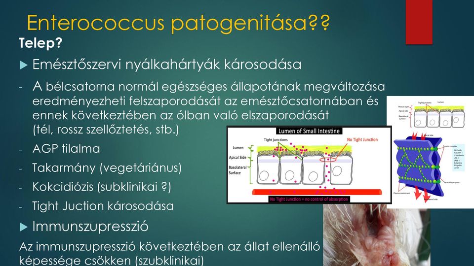 felszaporodását az emésztőcsatornában és ennek következtében az ólban való elszaporodását (tél, rossz szellőztetés,