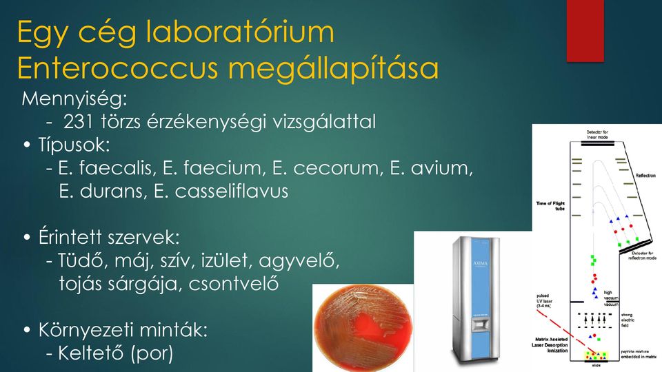 cecorum, E. avium, E. durans, E.