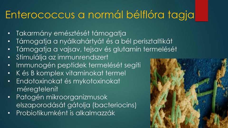 Immunogén peptidek termelését segíti K és B komplex vitaminokat termel Endotoxinokat és mykotoxinokat