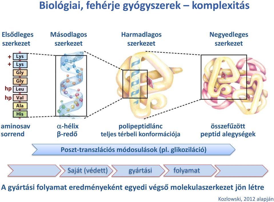 konformációja peptid alegységek Poszt-transzlációs módosulások (pl.
