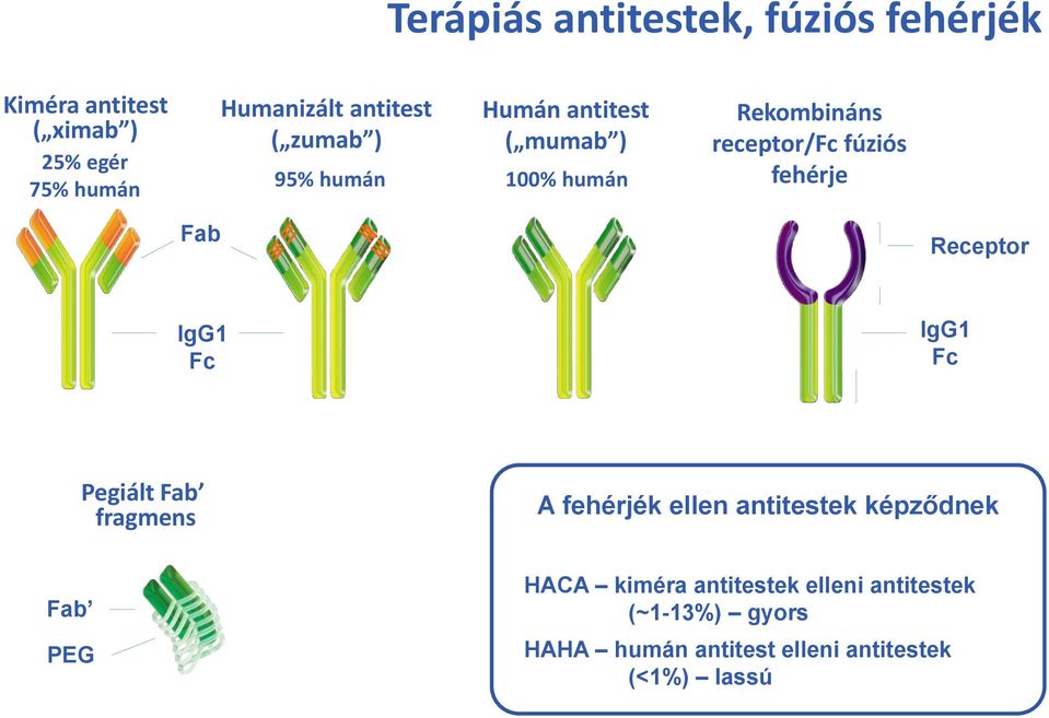 fehérje Fab Receptor IgG1 Fc IgG1 Fc Pegiált Fab fragmens A fehérjék ellen antitestek képződnek Fab