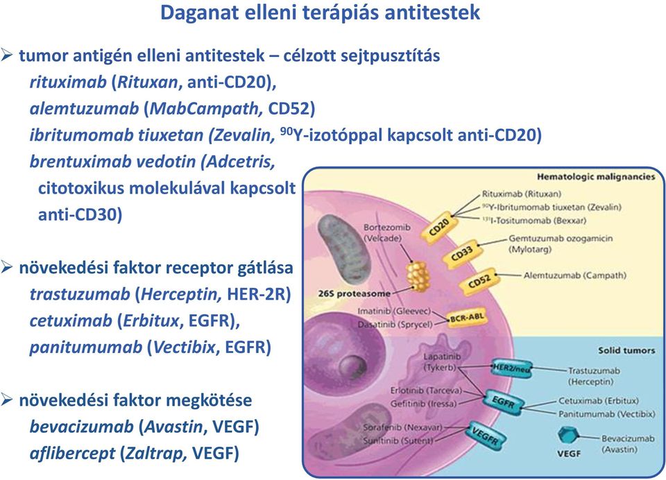 (Adcetris, citotoxikus molekulával kapcsolt anti-cd30) növekedési faktor receptor gátlása trastuzumab (Herceptin, HER-2R)