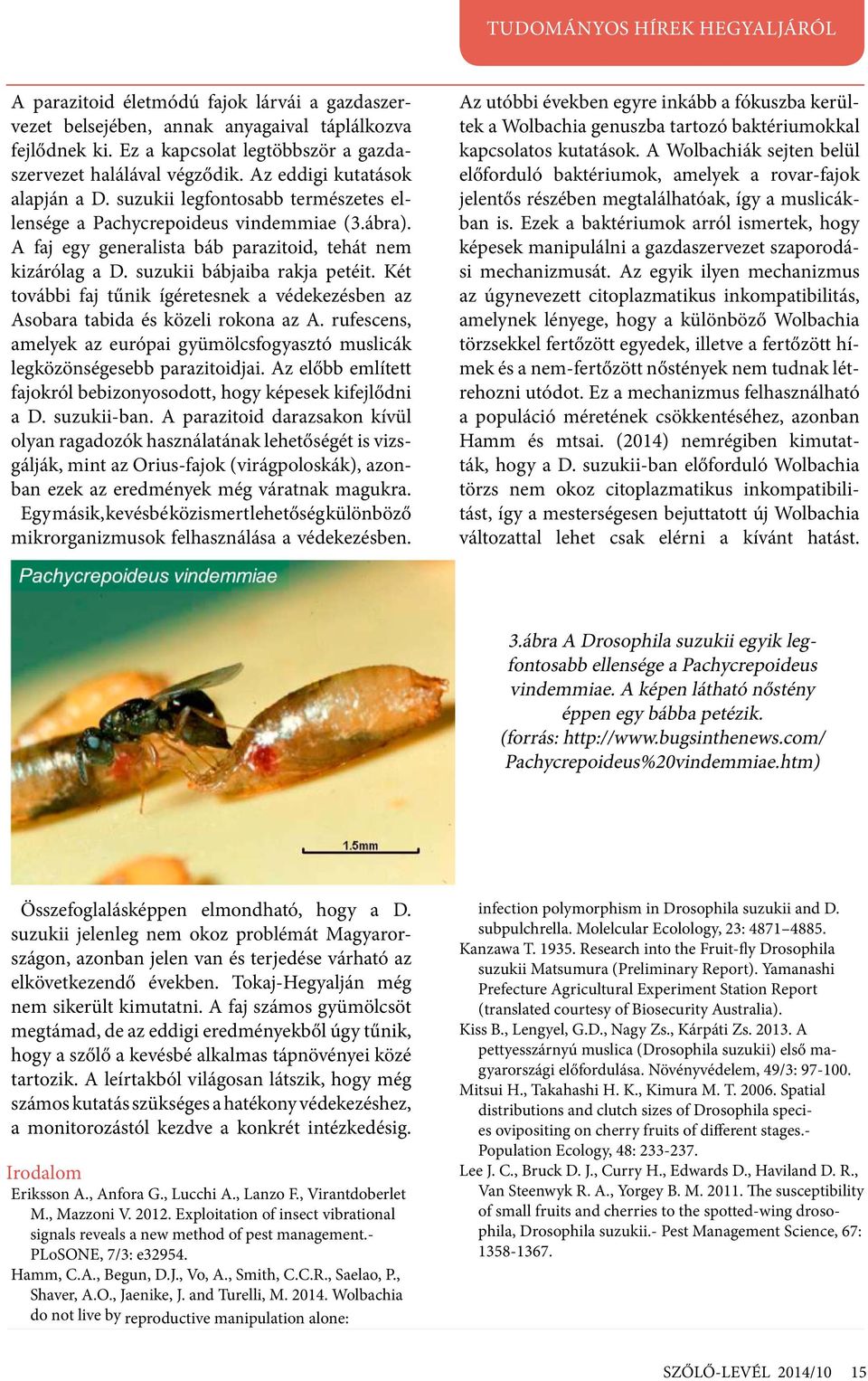suzukii bábjaiba rakja petéit. Két további faj tűnik ígéretesnek a védekezésben az Asobara tabida és közeli rokona az A.