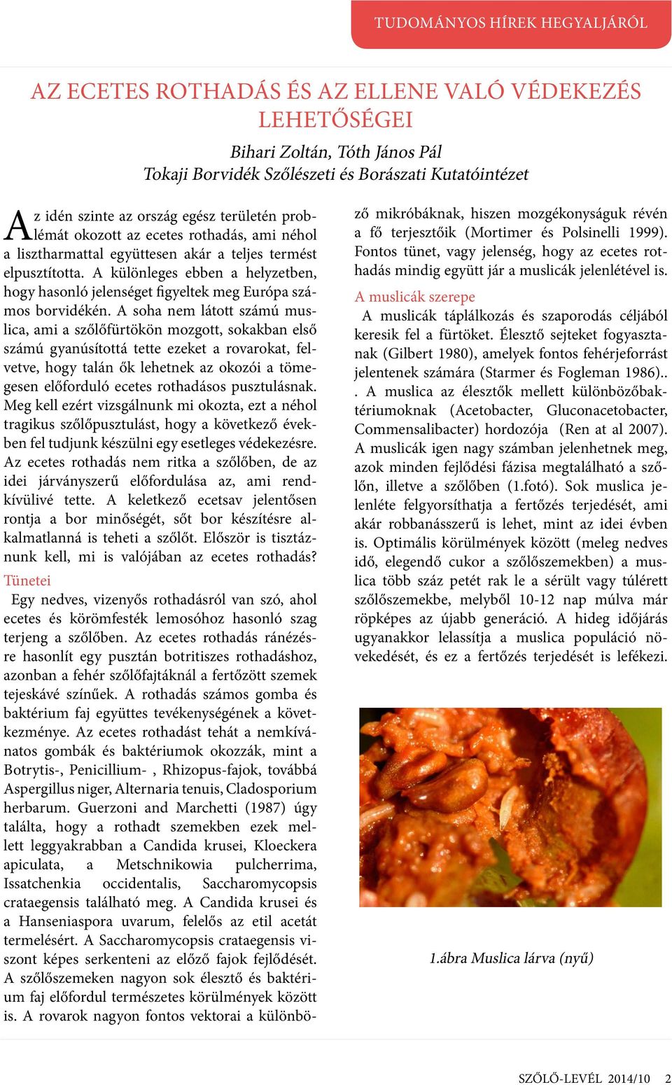 A soha nem látott számú muslica, ami a szőlőfürtökön mozgott, sokakban első számú gyanúsítottá tette ezeket a rovarokat, felvetve, hogy talán ők lehetnek az okozói a tömegesen előforduló ecetes