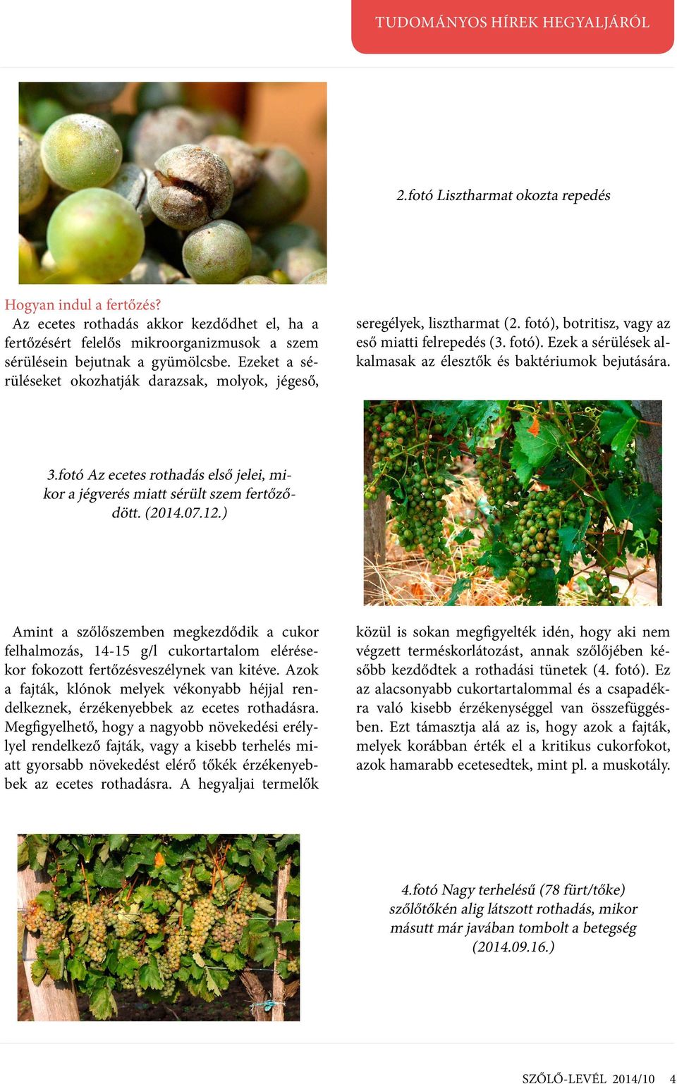 3.fotó Az ecetes rothadás első jelei, mikor a jégverés miatt sérült szem fertőződött. (2014.07.12.