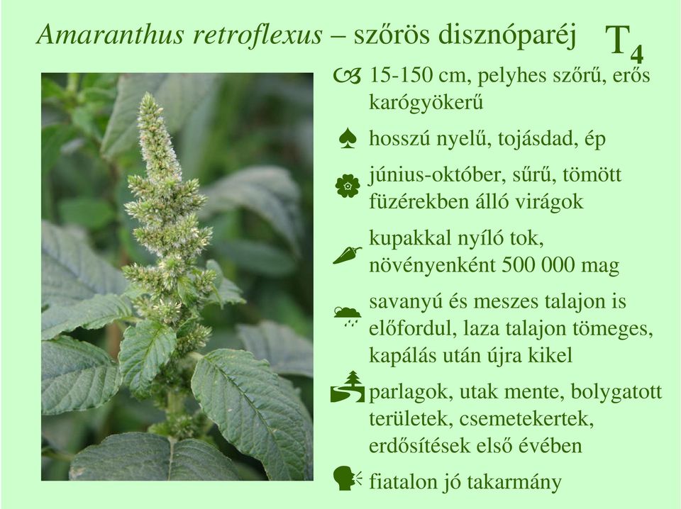 500 000 mag savanyú és meszes talajon is elıfordul, laza talajon tömeges, kapálás után újra kikel