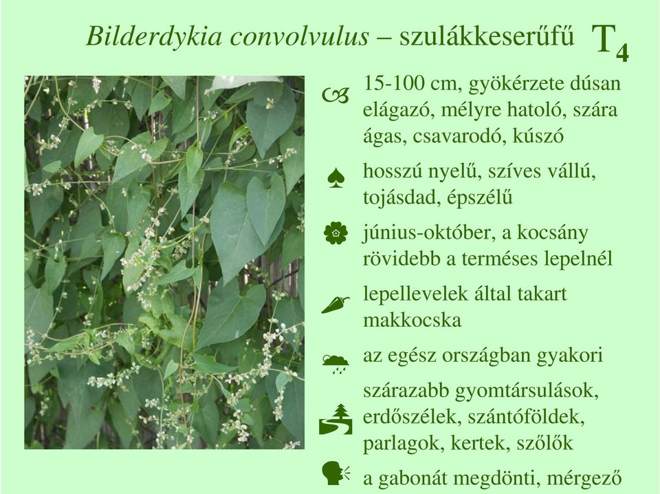 rövidebb a terméses lepelnél lepellevelek által takart makkocska az egész országban gyakori